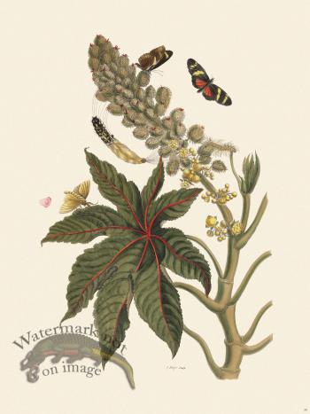 Merian Metamorphosis 30